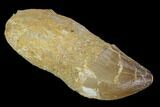Fossil Rooted Mosasaur (Prognathodon) Tooth - Morocco #116993-1